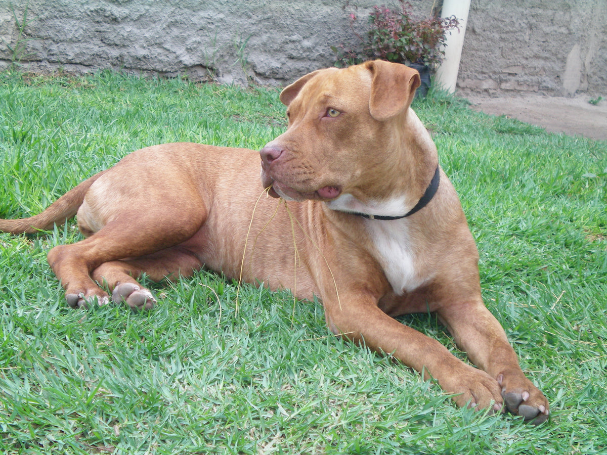 red pitbull terrier