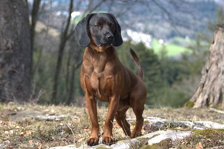 Bavarian cheap hunting hound