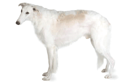 Borzoi – Fun Facts and Crate Size – Pet Crates Direct