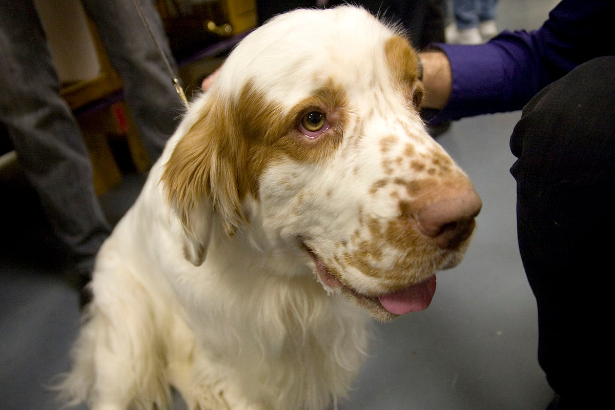 Clumber sales spaniel kennel