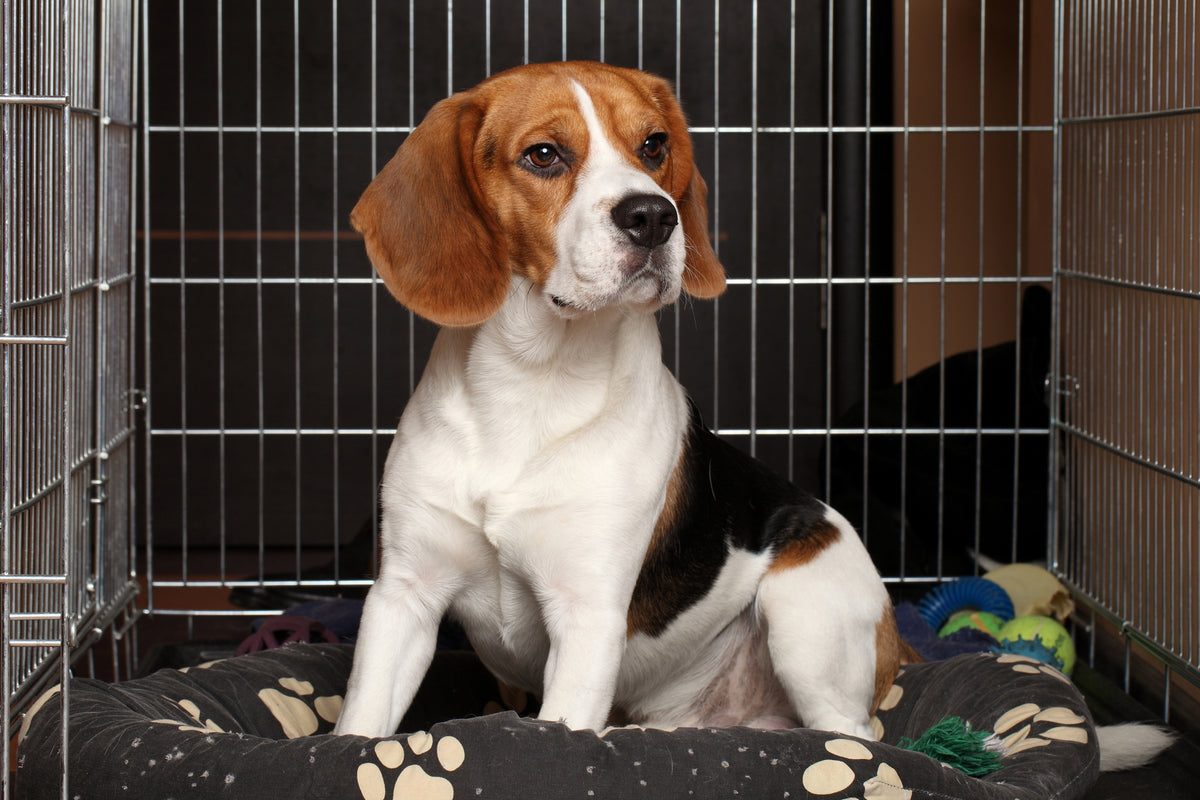 Dog pulling blanket into cage best sale