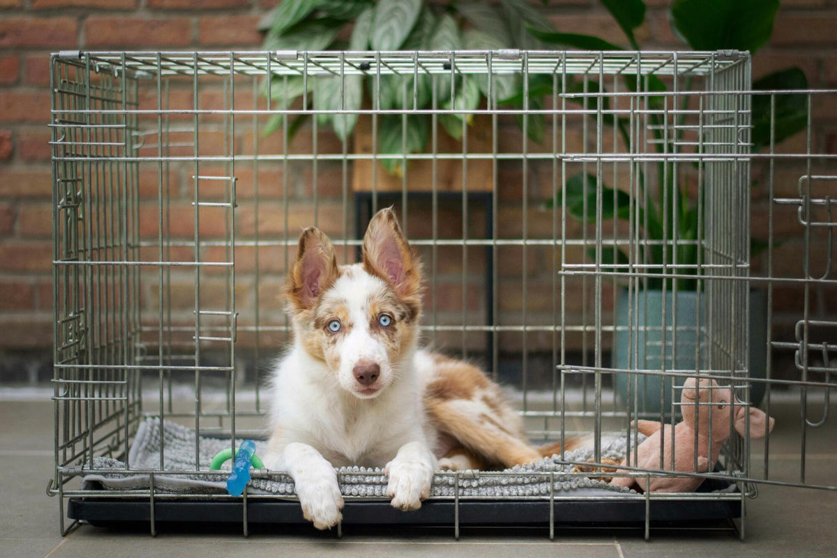 Puppy in crate at night hotsell