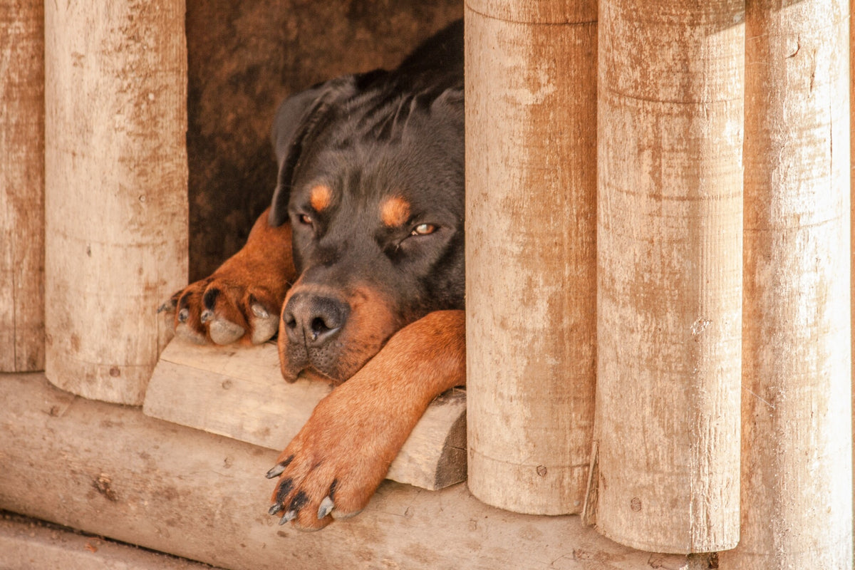 The Advantages of a Large Dog House for Enhanced Comfort and Security