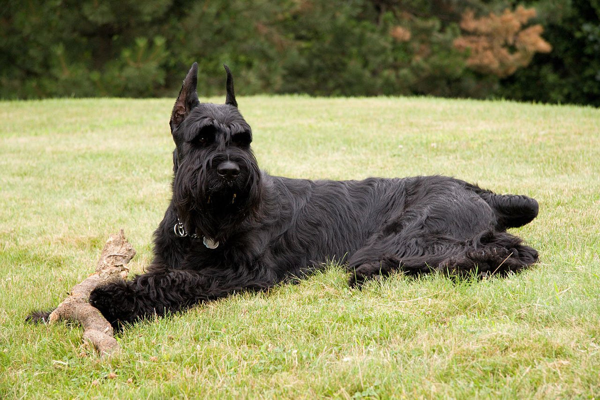 what shoukd a 3 month old gaint schnauzer weigh