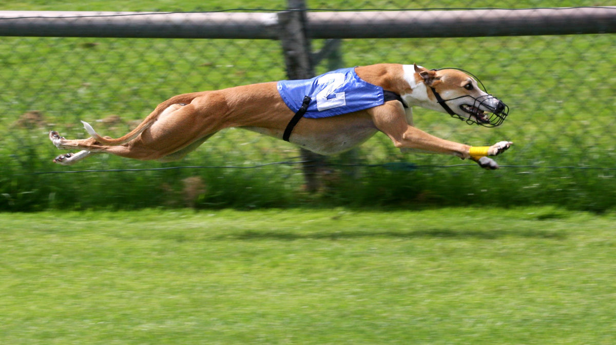 Greyhound crate store