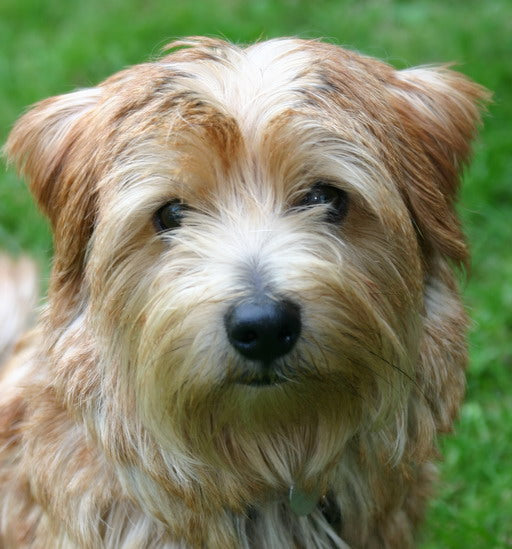 Norfolk terrier 2024 club rescue