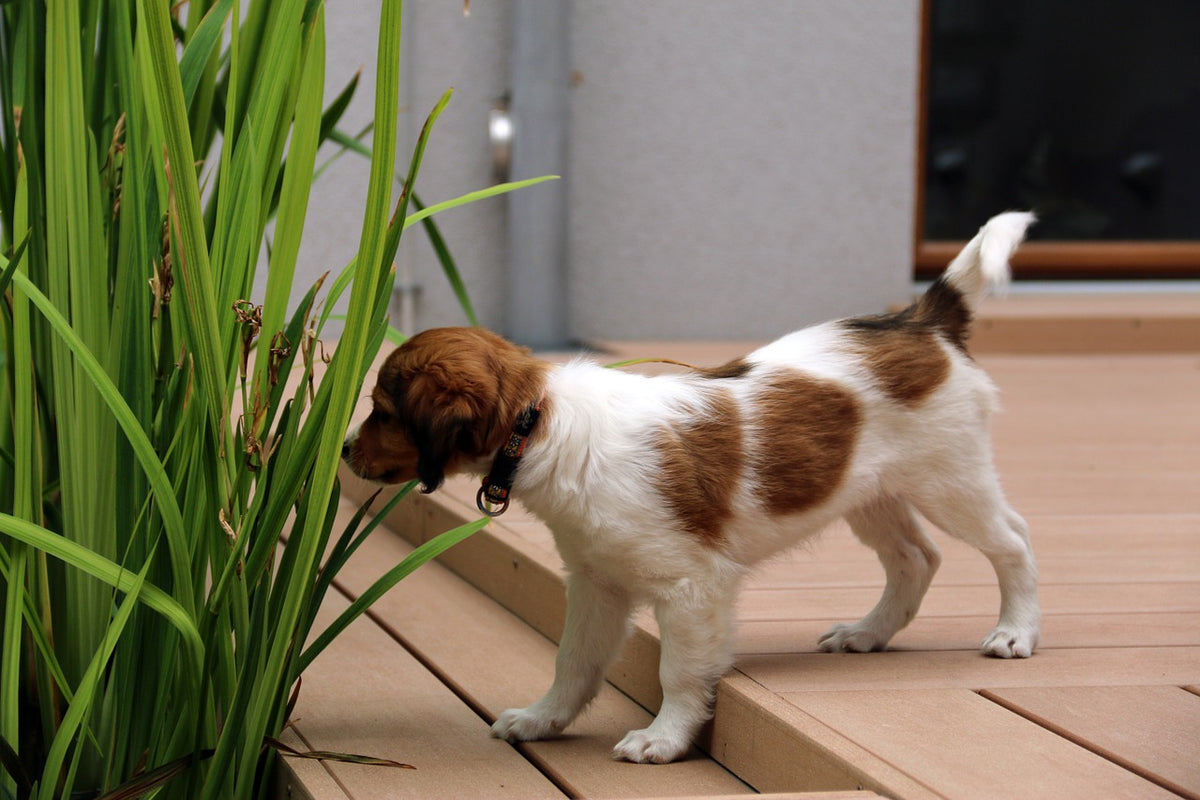 Using a Dog Crate for Toilet Training Pet Crates Direct