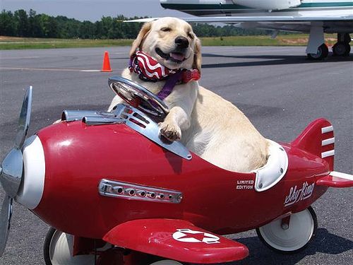 Dog flights clearance