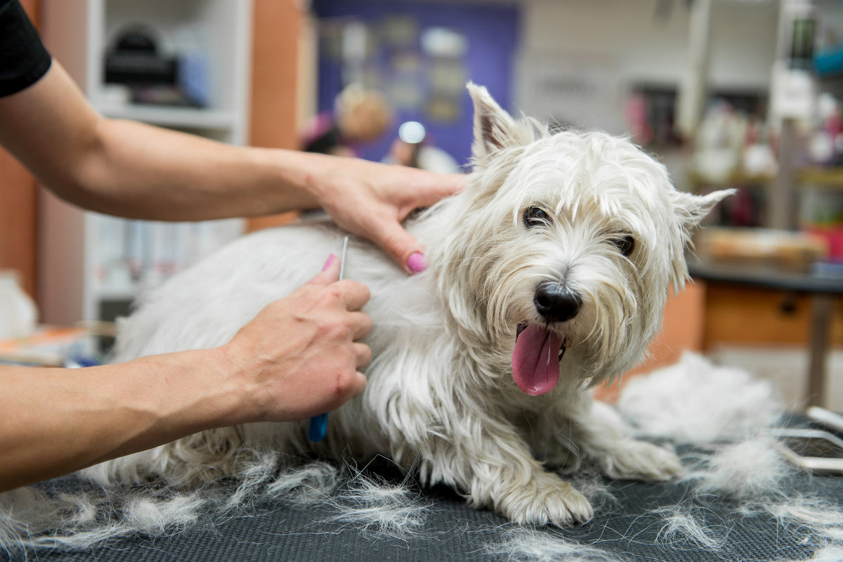 11 Dog Grooming Mistakes to Avoid