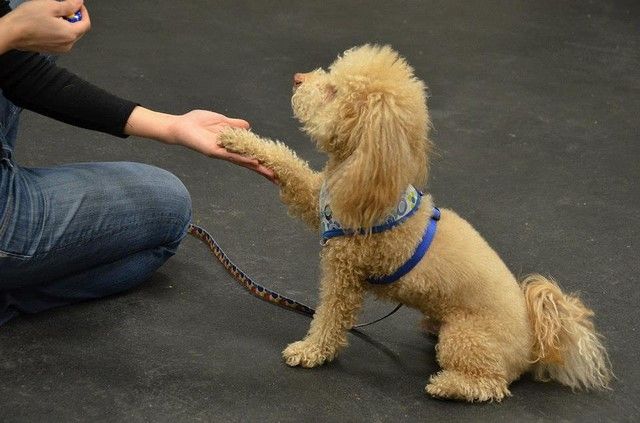 Brain Games For Dogs: Training, Tricks And Activities For Your Dog?S  Physical And Mental Wellness (Dog Health,Puppy Training,Dog Tricks, Train  Your  For Dogs,Housebreaking, How To Train A Dog) - Carrie Nichole 