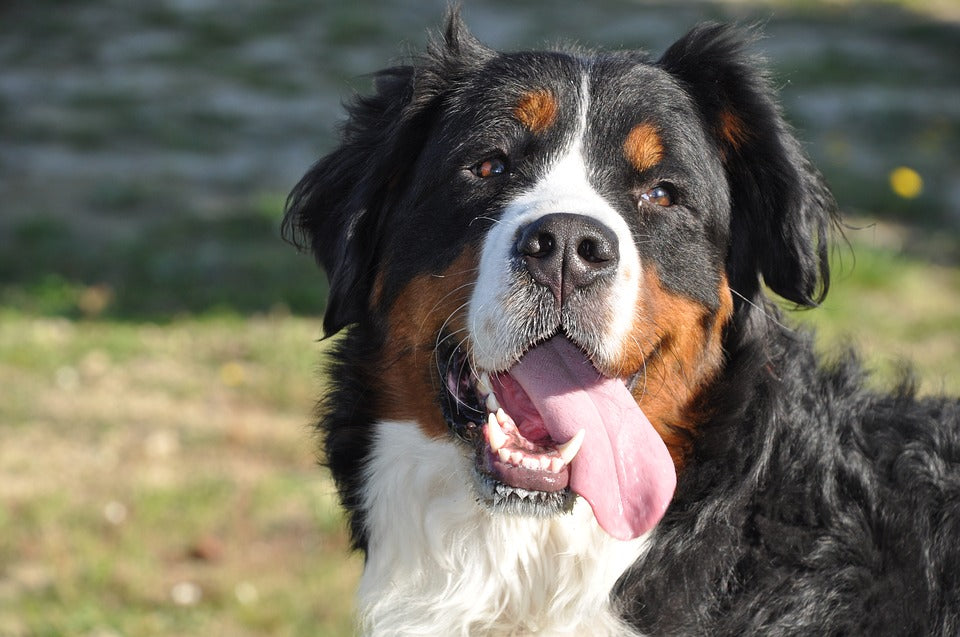 Crate for bernese mountain hot sale dog