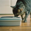 Why Choose Disposable Litter Boxes for Your Cat?