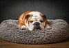 Tail-Wagging Comfort: Finding the Right Accessories for Your English Bulldog