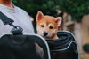 Top Doggy Carrier Options for Pet Owners