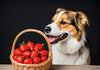 7 Surprising Benefits of Dogs Eating Strawberries