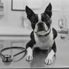 8 Common Health Issues in Boston Terriers and How to Prevent Them