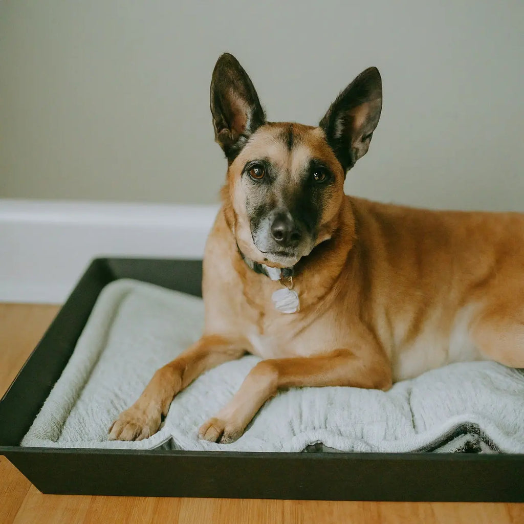 Why Upgrading Your Dog's Kennel Tray Can Make a Big Difference in Comfort and Cleanliness