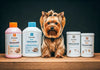 What Should I Look for When Buying Yorkshire Terrier Products Online?