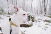 7 American Bulldog Health Issues Every Owner Should Be Aware Of