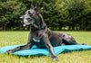 8 Must-Have Cooling Products for Your Great Dane During Nevada Summers