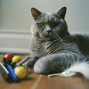 Top Tips for Finding the Best Deals on British Shorthair Supplies in Nevada