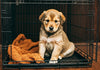 The Impact of Puppy Crate Size on Your Pet's Happiness and Health