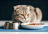 10 Best Foods for Your Scottish Fold's Health and Happiness