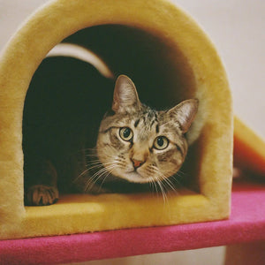 How to Choose the Perfect Indoor Cat Playground for Your Feline Friend