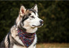 9 Affordable Accessories for Your Alaskan Malamute