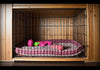 Why Do Kennel Sizes Matter for My Pet's Comfort and Safety?