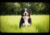 8 Reasons Why a Bernese Mountain Dog Might Be the Perfect Pet for You