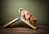 7 Top Rated Pet Ramps for Small Breeds: Nevada’s Ultimate Guide