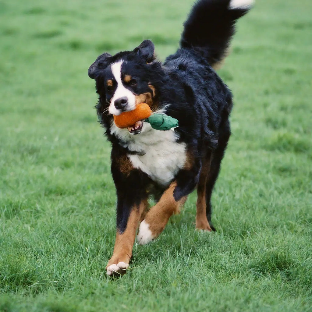 What Are the Best Products for Bernese Mountain Dogs?