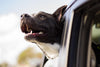 Find the Best Dog Kennel for Car Travel - Safe and Comfortable Options