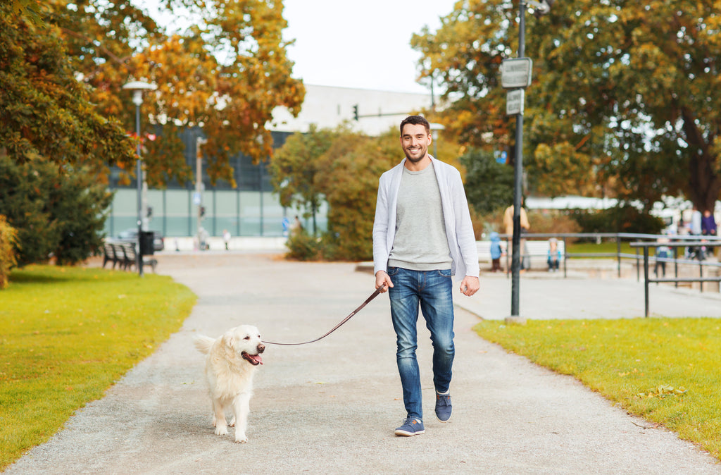 Dog Leash Types You Need To Know About: A Guide