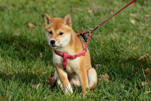 Types of Dog Leashes: How to Find the Perfect Fit for Your Pet