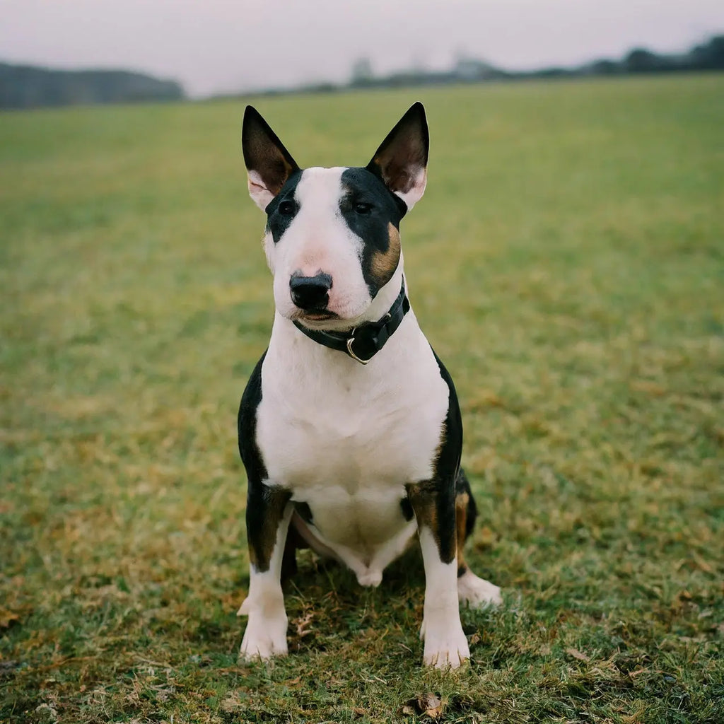 Bull Terrier Training Essentials: Simple Steps for a Well-Behaved Companion