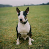 Bull Terrier Training Essentials: Simple Steps for a Well-Behaved Companion