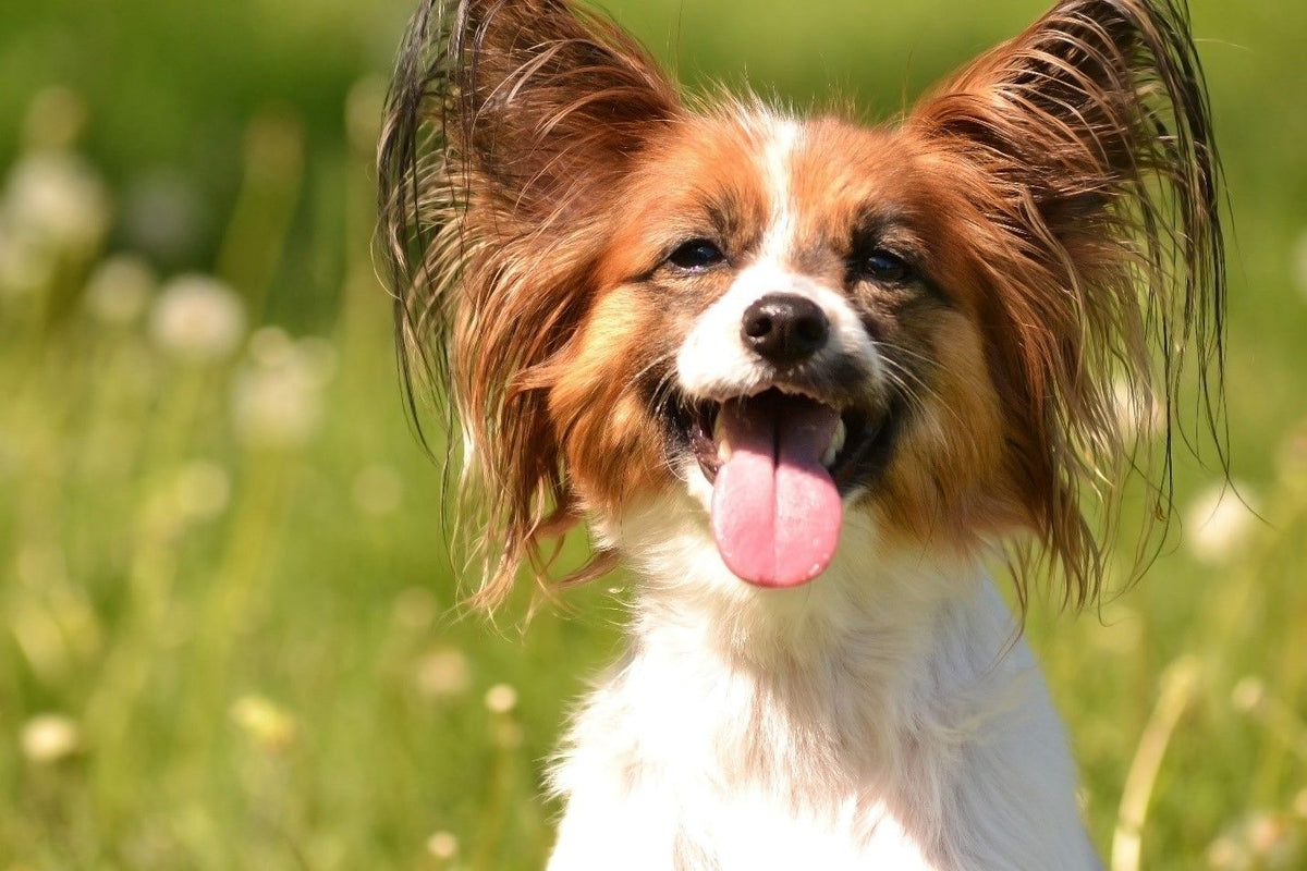 Papillon– Fun Facts And Crate Size – Pet Crates Direct