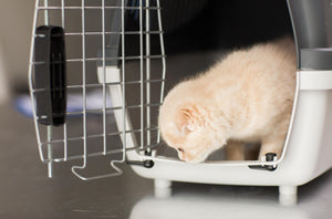 11 Top-Rated Pet Crates for Stress-Free Travel